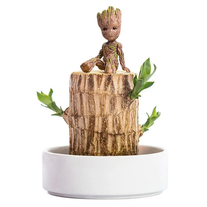 Lucky Brazil Wood Potted Plant