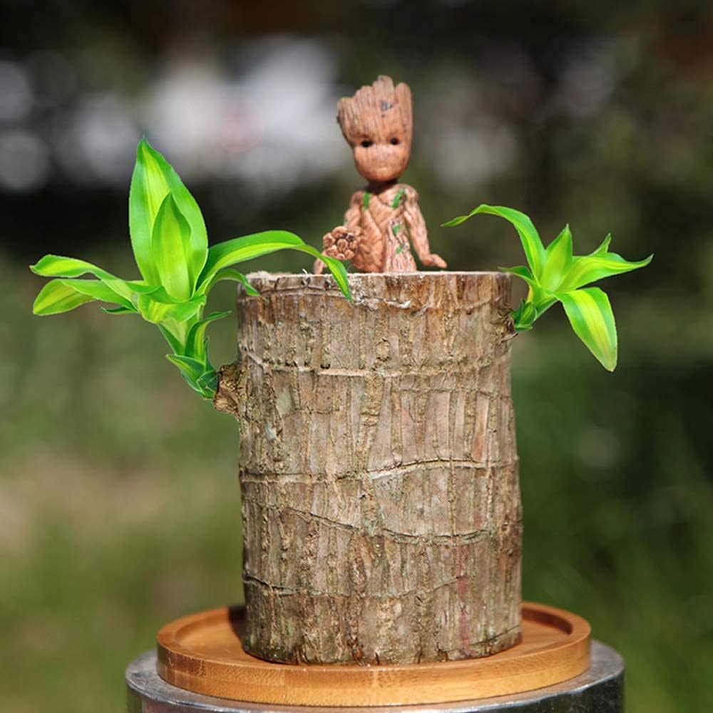 Lucky Brazil Wood Potted Plant
