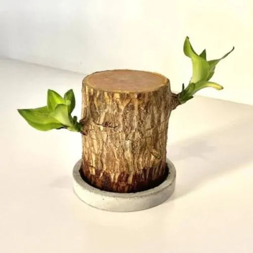 Lucky Brazil Wood Potted Plant