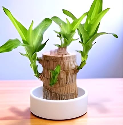 Lucky Brazil Wood Potted Plant