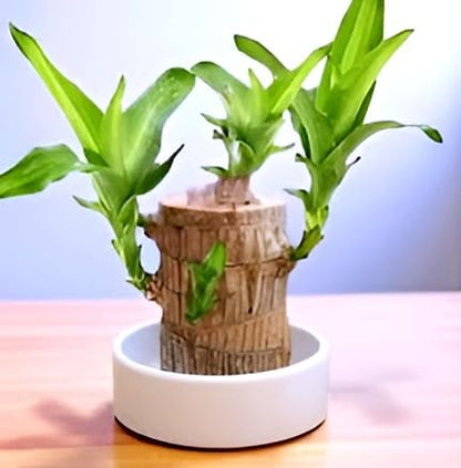 Lucky Brazil Wood Potted Plant