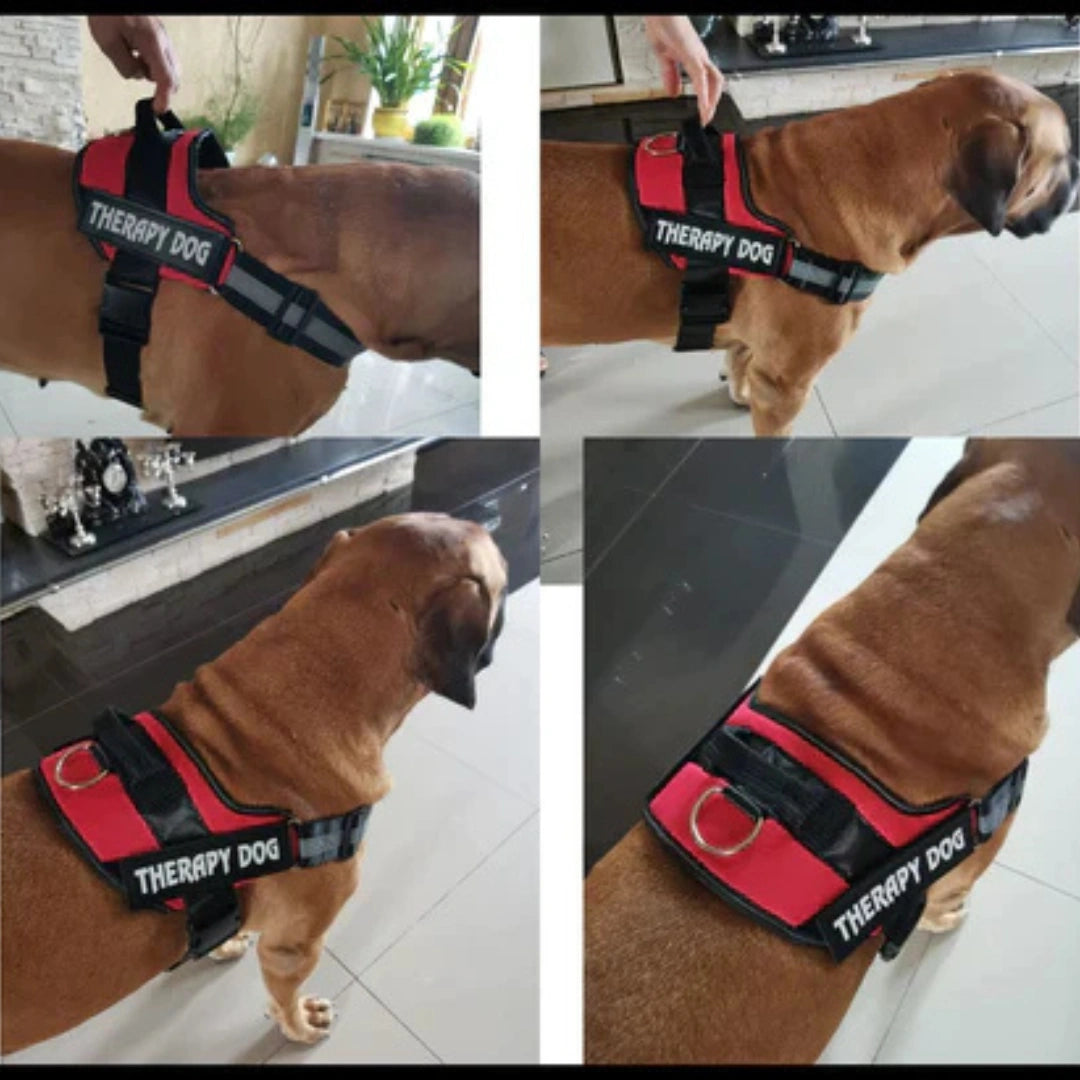 Pawsonalized Harness ( Free Leashes )