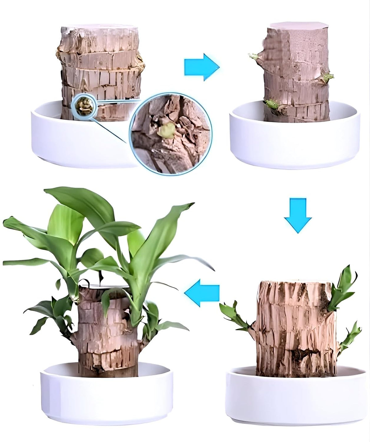 Lucky Brazil Wood Potted Plant