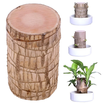 Lucky Brazil Wood Potted Plant